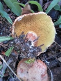 Suillus lakei image