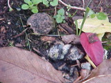 Scleroderma areolatum image