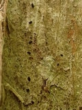 Mytilinidion acicola image