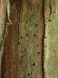 Mytilinidion acicola image