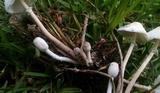 Leucocoprinus cepistipes image