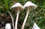 Leucocoprinus cepistipes image
