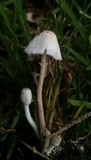 Leucocoprinus cepistipes image