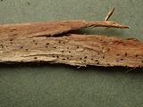 Mytilinidion acicola image