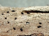 Mytilinidion acicola image
