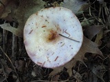 Lactarius controversus image