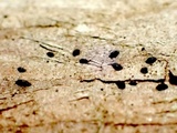 Mytilinidion acicola image