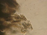 Mytilinidion acicola image