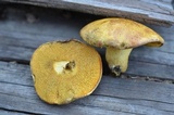 Suillus americanus image