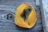 Suillus americanus image