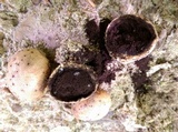 Scleroderma michiganense image