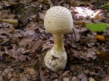 Amanita ravenelii image
