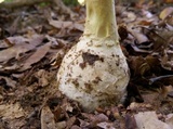 Amanita ravenelii image