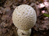 Amanita ravenelii image
