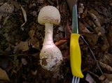 Amanita ravenelii image