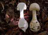 Amanita ravenelii image