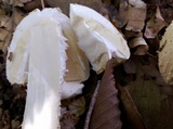 Amanita ravenelii image