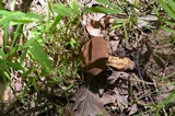 Bothia castanella image