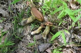 Bothia castanella image