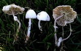 Leucocoprinus cepistipes image