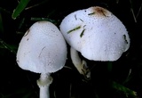 Leucocoprinus cepistipes image
