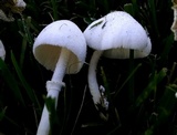 Leucocoprinus cepistipes image