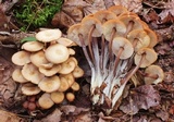Gymnopus acervatus image