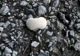 Lycoperdon marginatum image