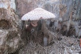 Leucoagaricus americanus image