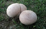 Calvatia cyathiformis image