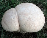 Calvatia cyathiformis image