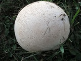 Calvatia cyathiformis image