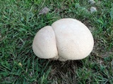 Calvatia cyathiformis image