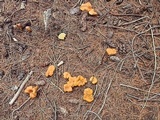 Cantharellus roseocanus image
