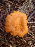 Cantharellus roseocanus image