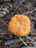 Cantharellus roseocanus image