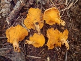 Cantharellus roseocanus image