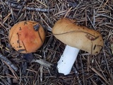 Russula xerampelina image