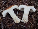 Russula xerampelina image