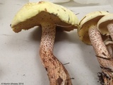 Suillus placidus image
