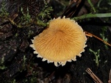 Cystoderma amianthinum image