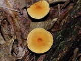 Cystoderma amianthinum image