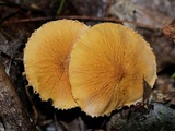 Cystoderma amianthinum image