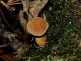 Cystoderma amianthinum image