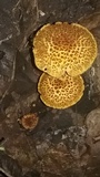 Gymnopilus fulvosquamulosus image