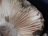 Russula nigricans image