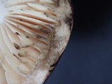 Russula nigricans image