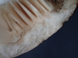 Russula nigricans image