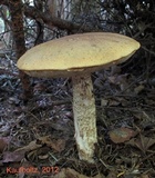 Leccinum insolens image