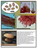 Pholiota granulosa image